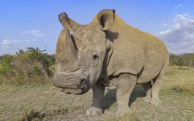 Adiós a Sudan, el último macho de rinoceronte blanco del norte
