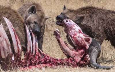Desmitificando las hienas: razones para olvidarse de su mala fama