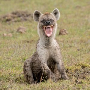 Risa de la hiena