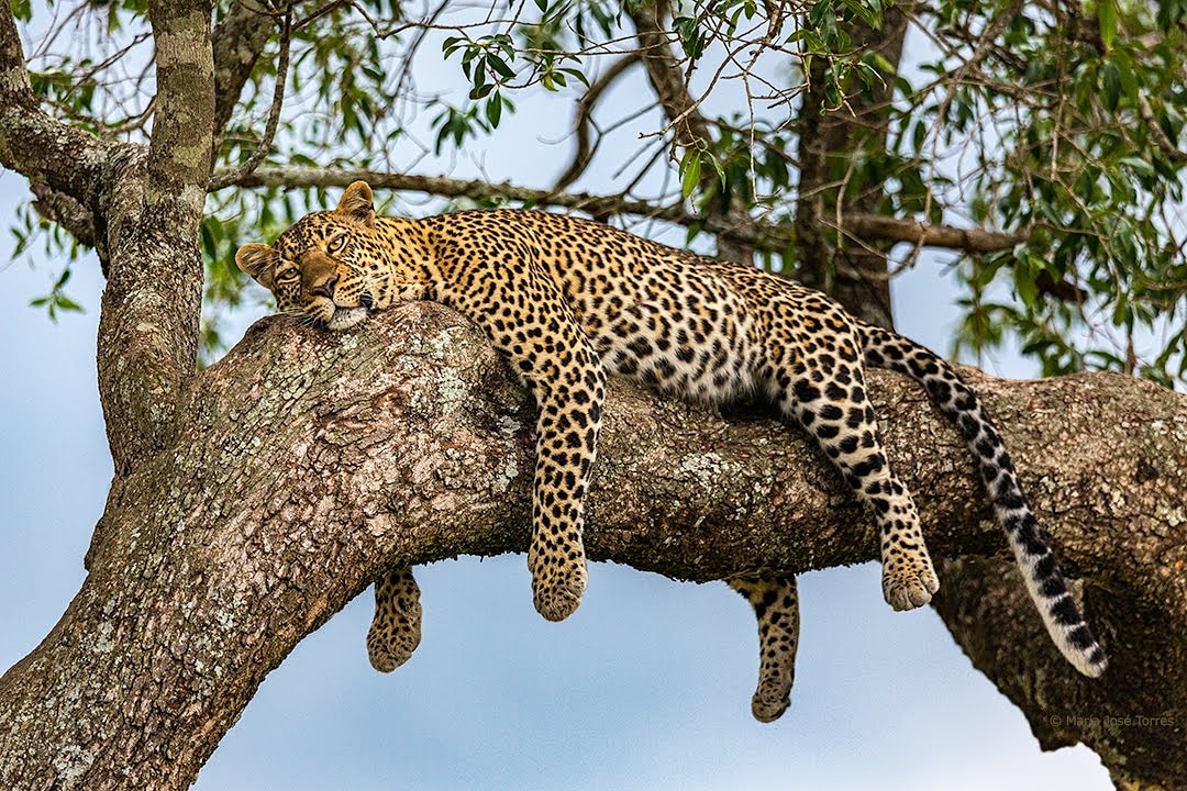 Leopardo en un árbol en el Masai Mara
