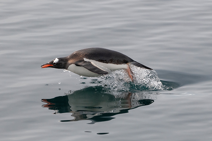 Pingüino Papúa en la Antártida