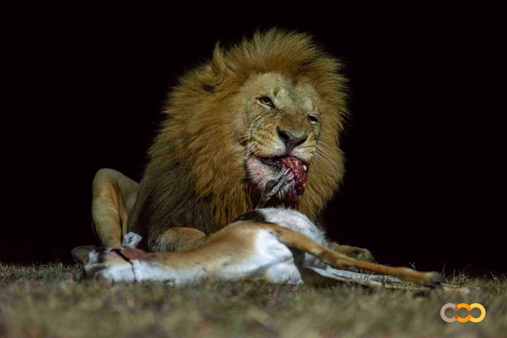 León comiendo de noche