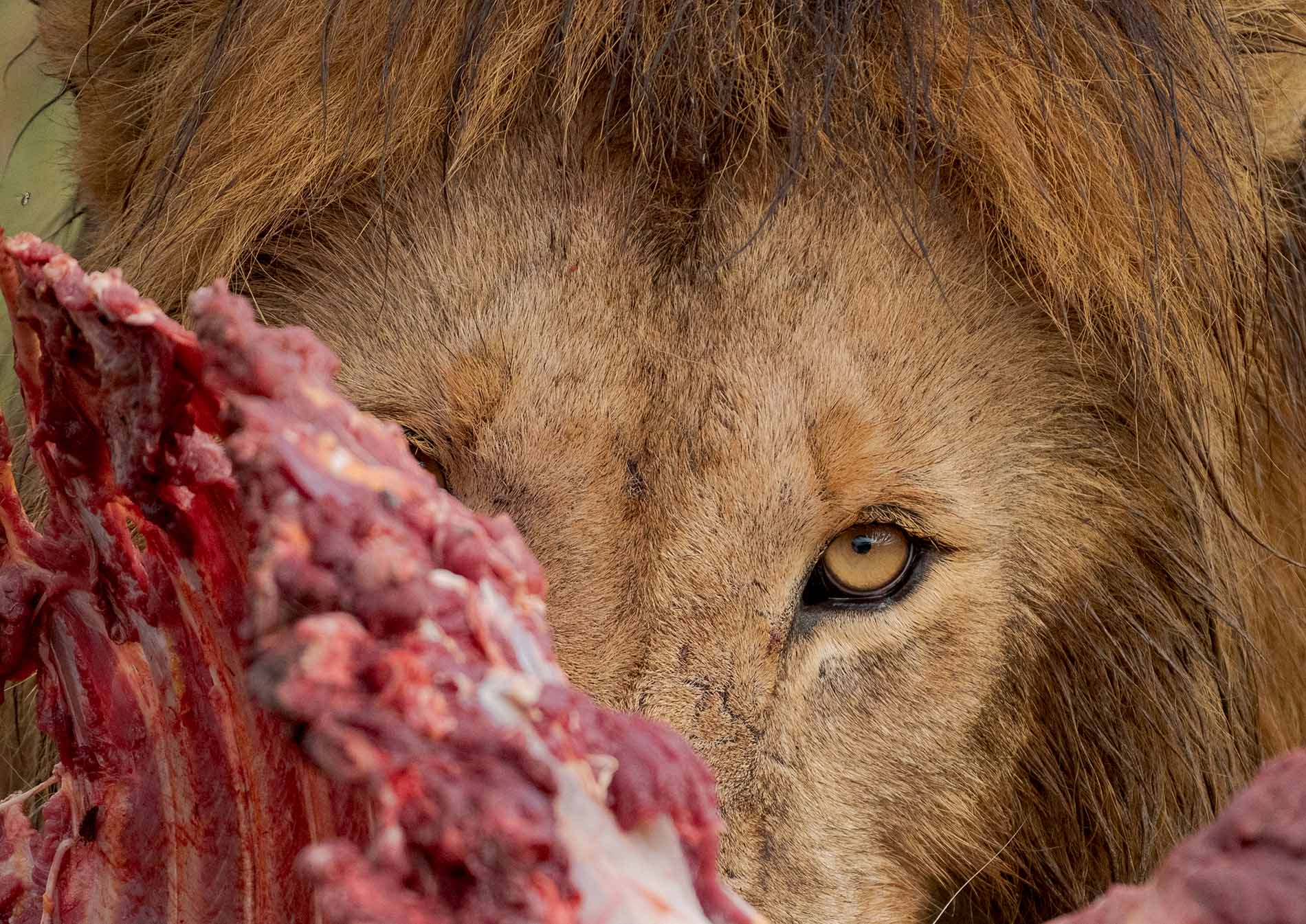 Qué debes conocer del león, el rey de la sabana 