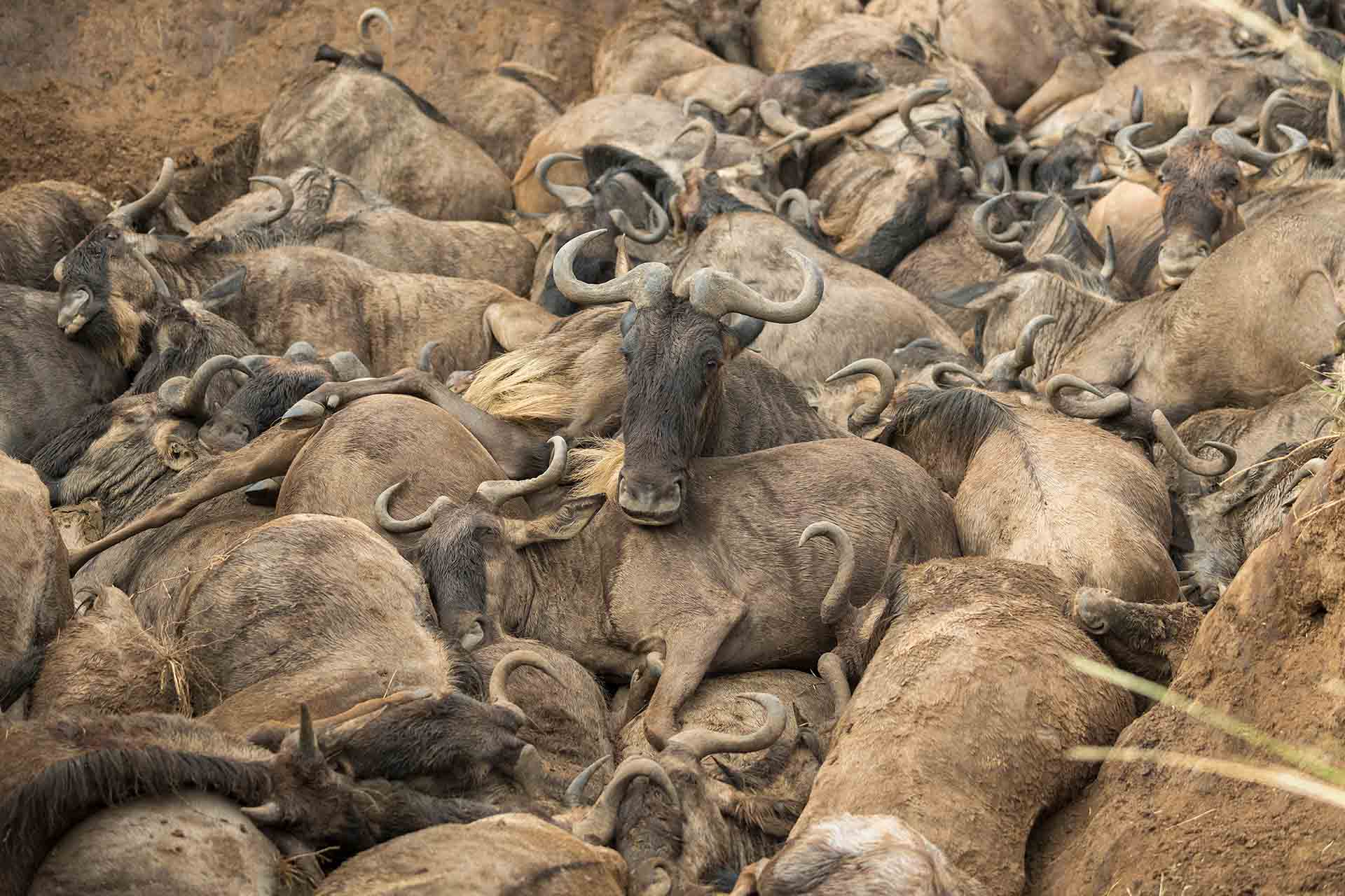 Montonera de ñus en el Masai Mara