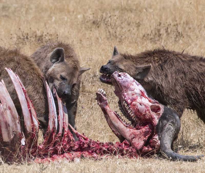 Desmitificando las hienas: razones para olvidarse de su mala fama
